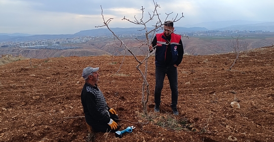 Siirt İl Tarım ve Orman Müdürlüğü’nden Dal Güvesi ile Mücadelede Kültürel Çalışma