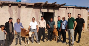 Suni Tohumlama Projesi ile Pervari ilçesinde Doğan Buzağı Sayısı 106'ya Ulaştı