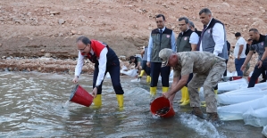 Siirt’te Ilısu Prof. Dr. Veysel Eroğlu Baraj Gölü’ne 1 Milyon Yavru Sazan Balığı Bırakıldı