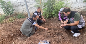 Siirt'te İlk Defa Gıda Amaçlı Salep Üretimi İçin Deneme Alanı Kuruldu